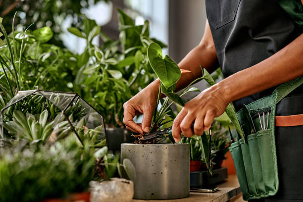 Indoor plants